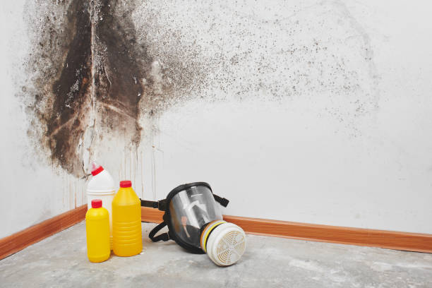 Mold Removal and Inspection in Seymour, TN