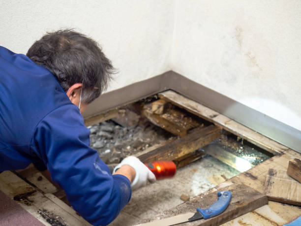 Best Commercial Mold Removal  in Seymour, TN