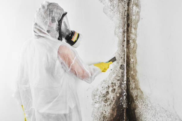 Attic Mold Removal in Seymour, TN
