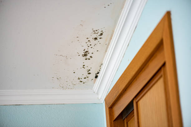 Best Same-Day Mold Removal  in Seymour, TN