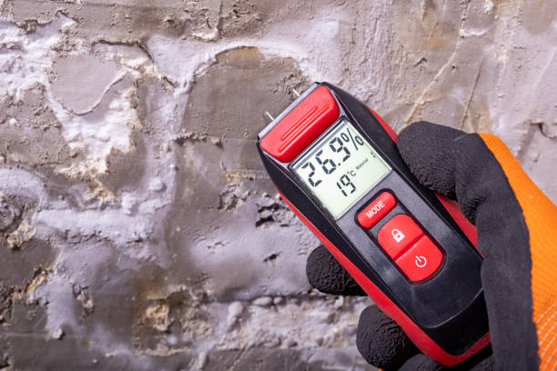 Best Mold Removal Specialists  in Seymour, TN