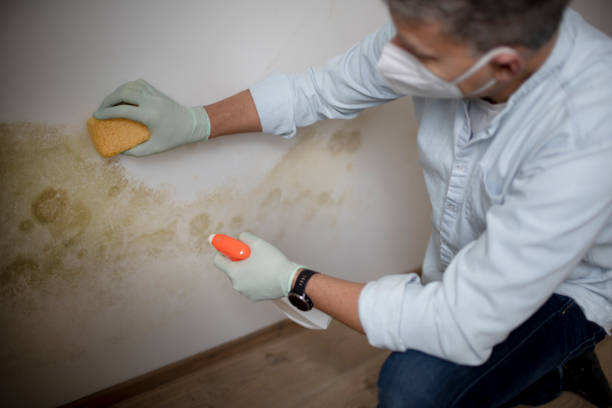 Best Black Mold Removal  in Seymour, TN