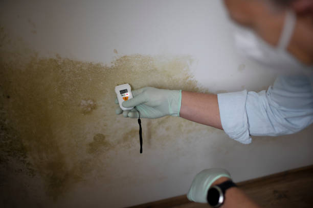 Best Local Mold Removal Service  in Seymour, TN